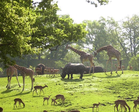 Visievorming herontwikkeling Noorderdierenpark